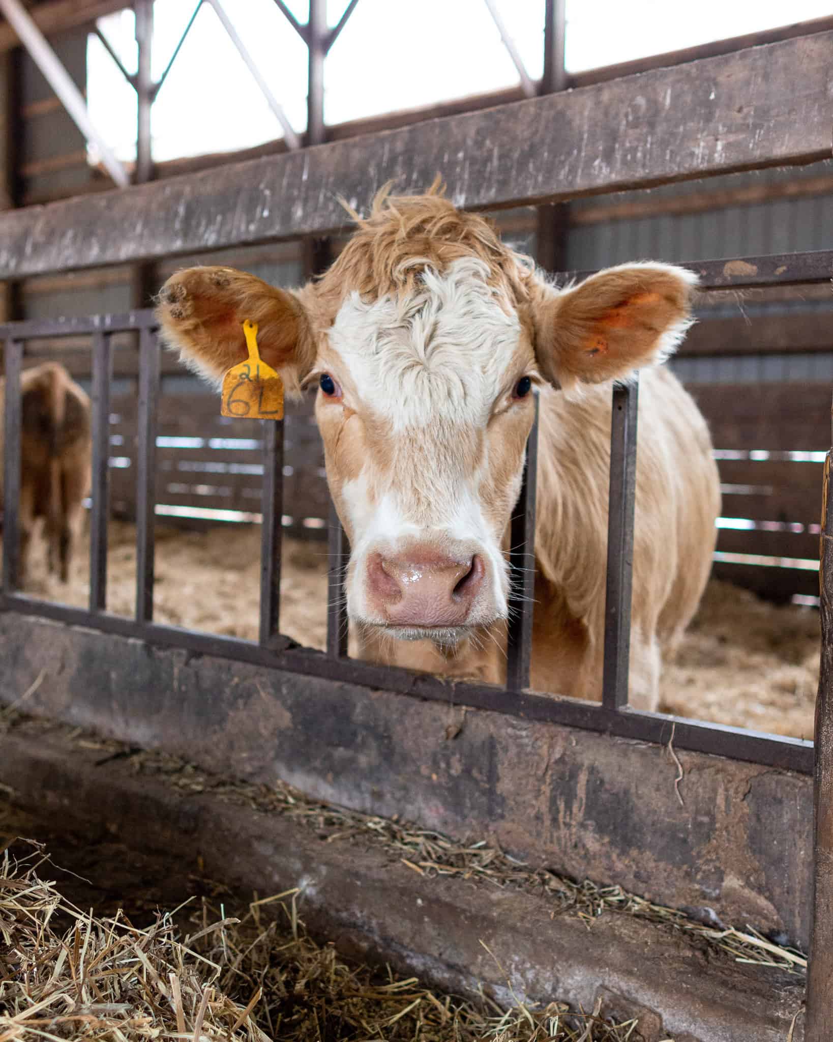 Cattle from a Certified Island Beef Farm.