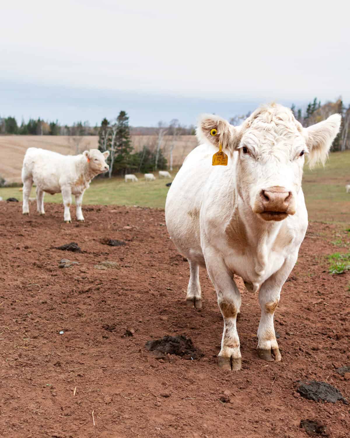 Two purebred Charolais cattle.