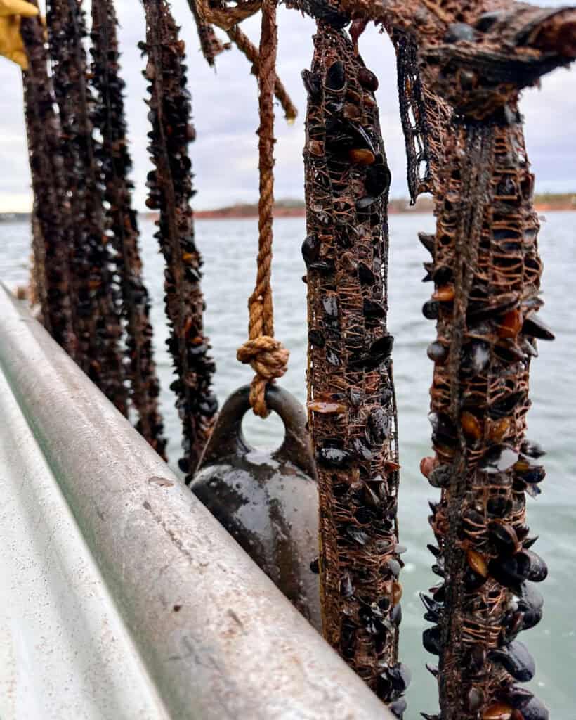 Mussels growing in suspended mesh socks.