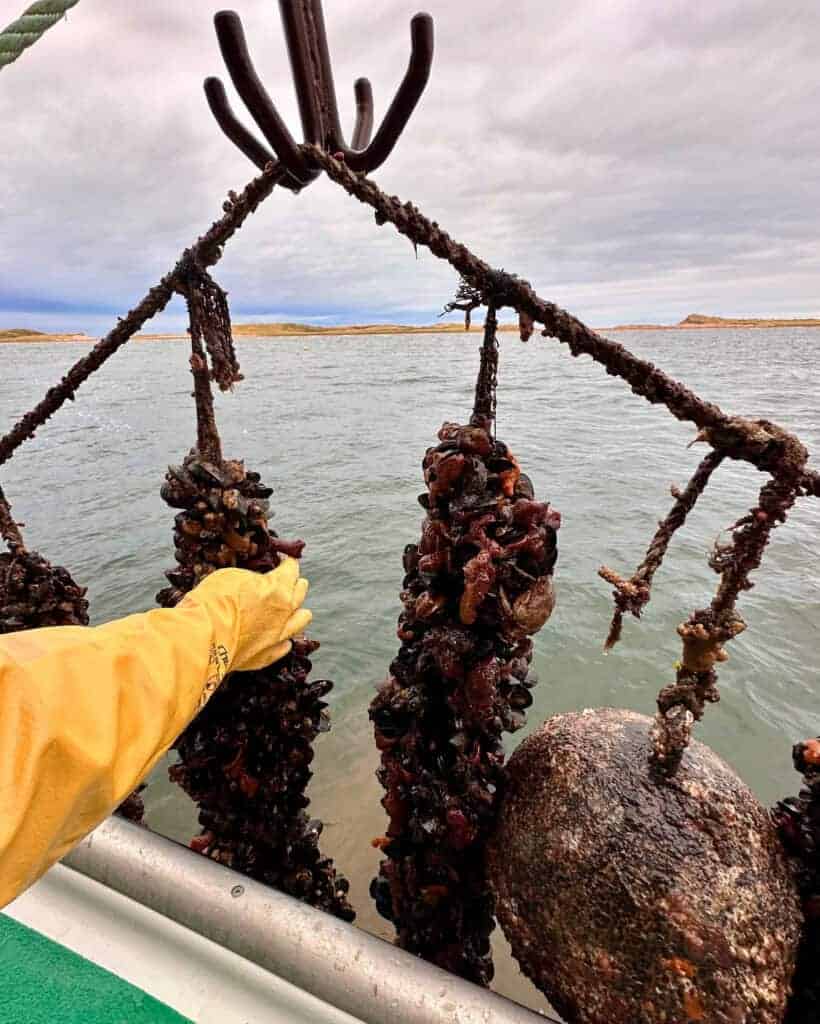Mussels growing in suspended mesh socks.
