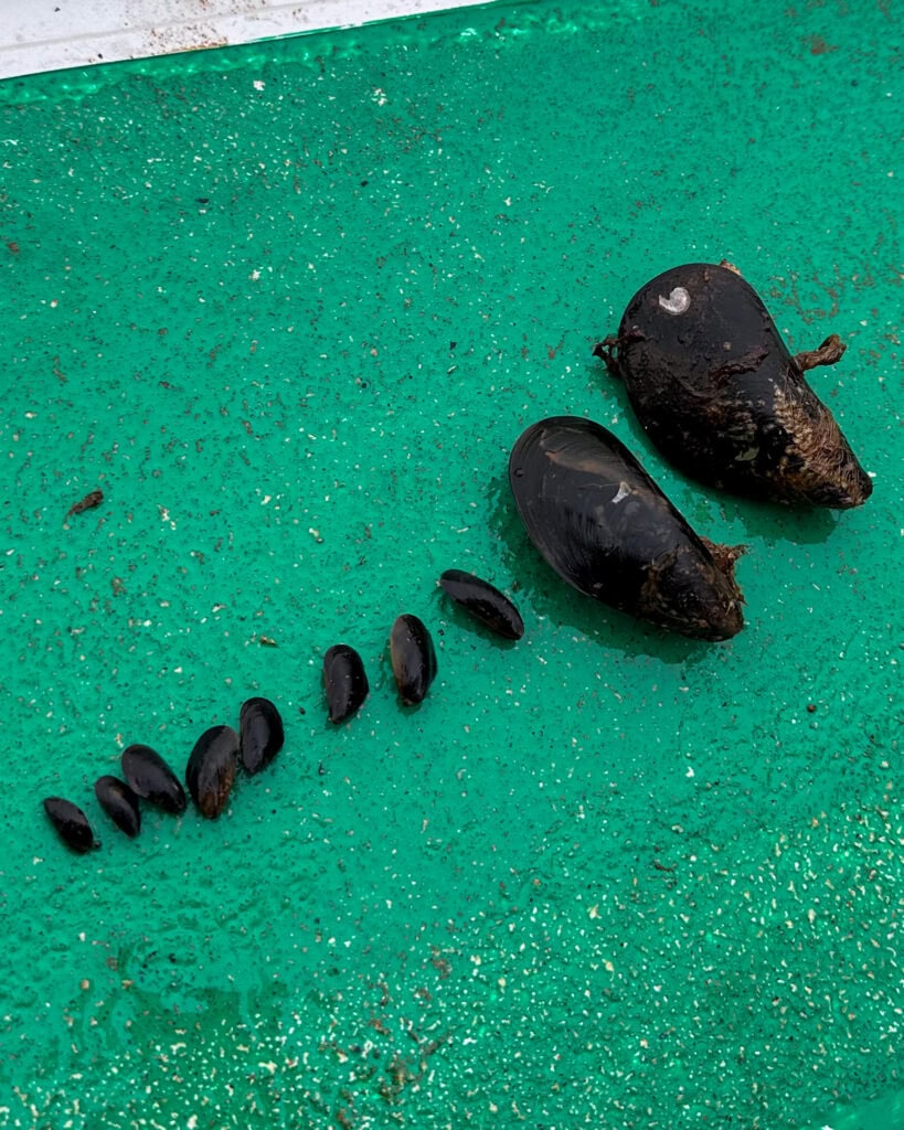 A selection of mussels at different stages - 5 months, 12 months and 18 months.