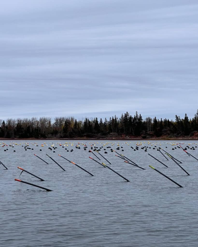 Rods marking oyster storage pods under the water.