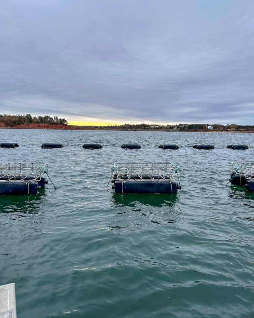 Oyster storage pods floating on the water in PEI.