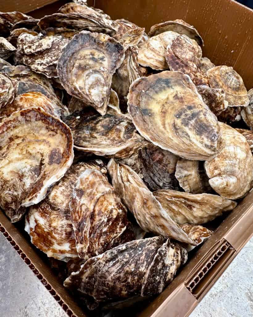 A close up of a box of PEI oysters.