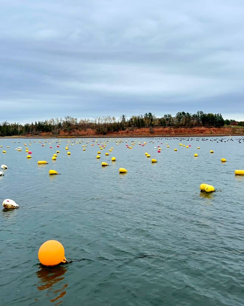 Buoys marking oyster storage pods under the water.