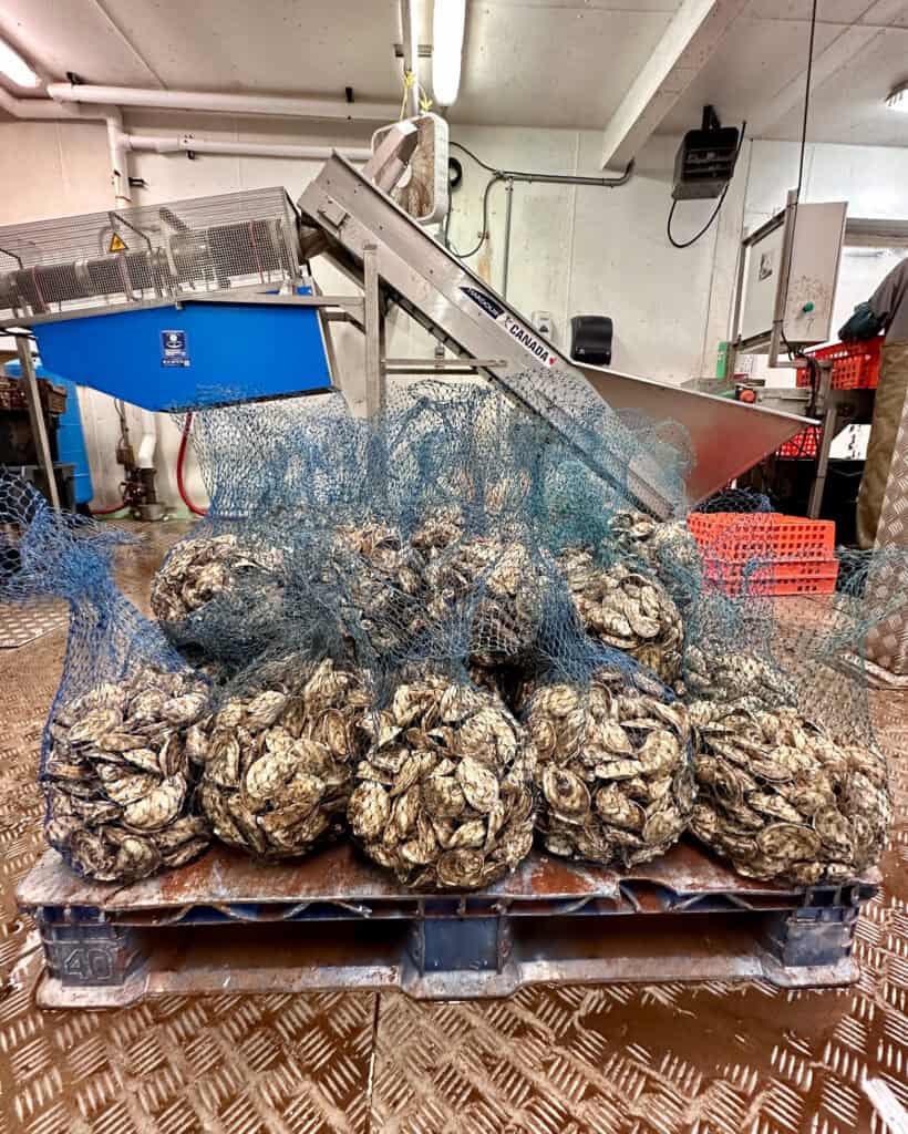 Bagged oysters at the grading facility in PEI.