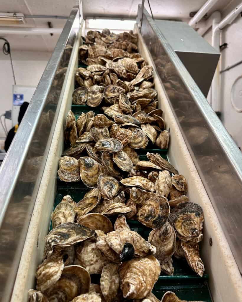 Discover Canada’s Food Island at Raspberry Point as they go through the grading facility.