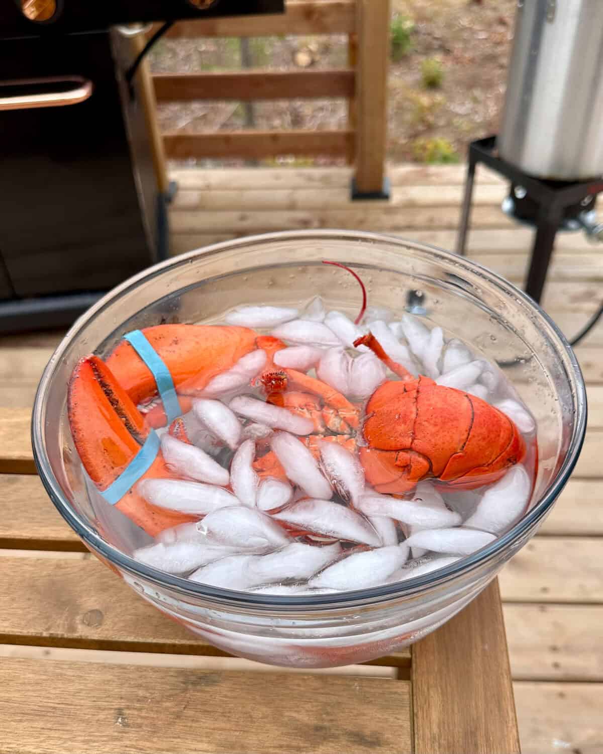A cooked lobster in an ice bath.