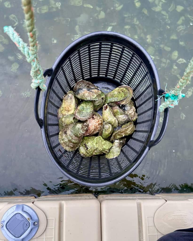 A basket of PEI oysters coming out of the water.