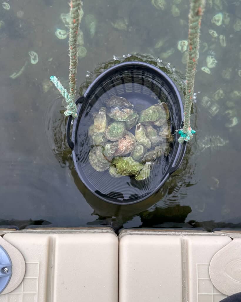 A basket of PEI oysters in water.