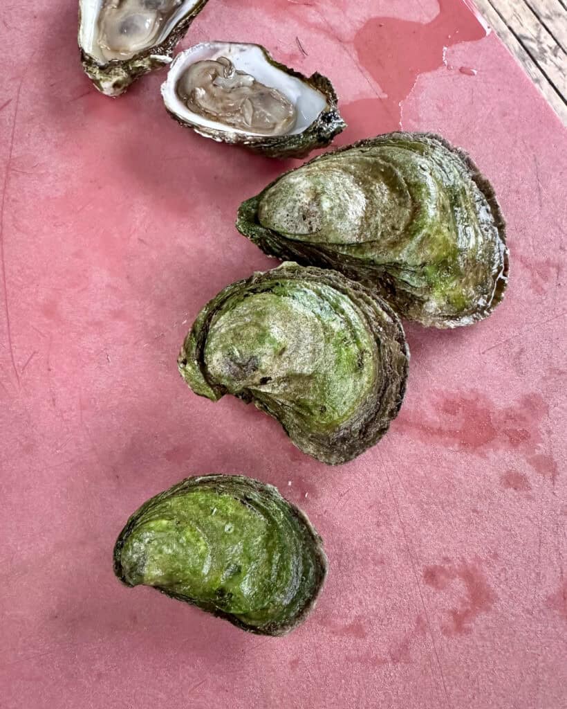 Shucking oysters in PEI.