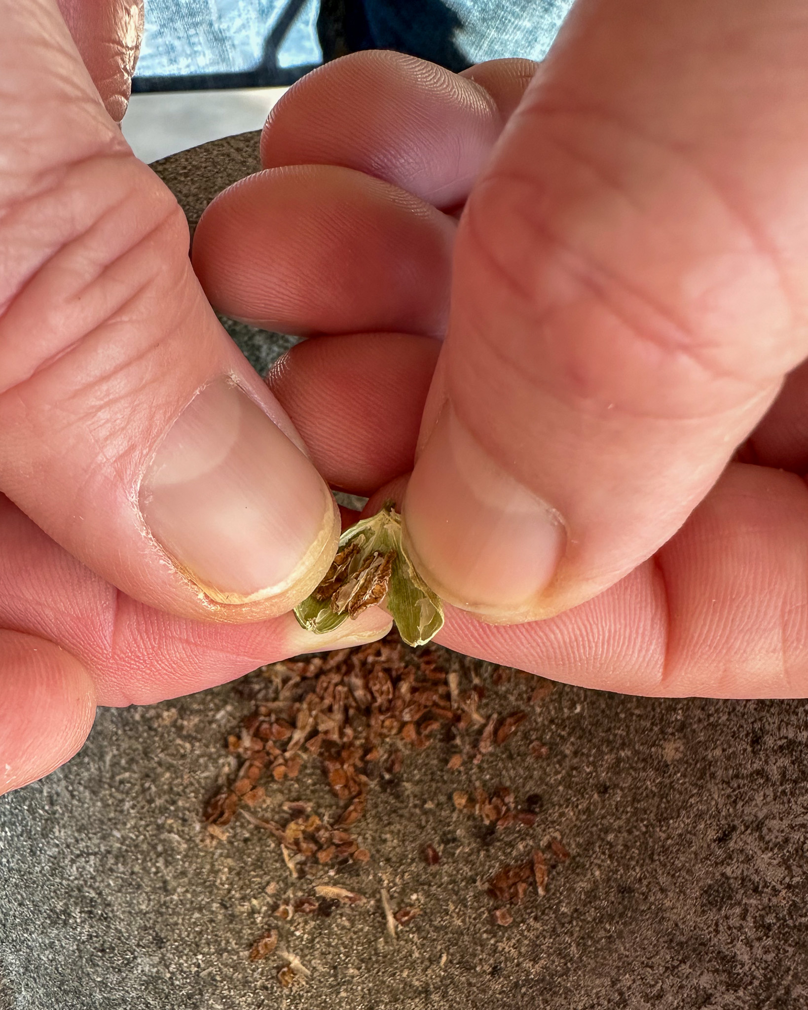 How to make ground cardamom - crack the husk and remove the seeds.