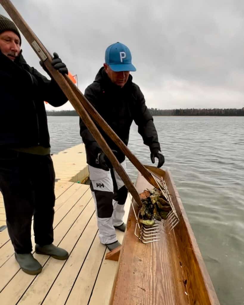 Lifting oysters out of the bay with an oyster rake.