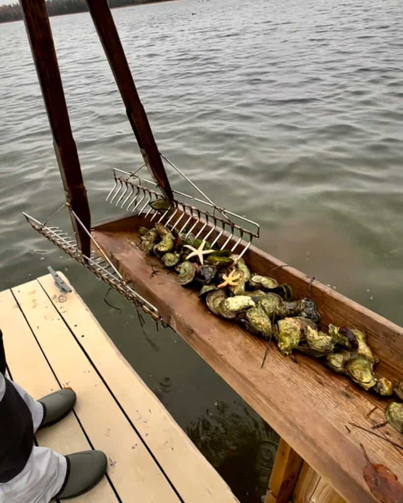 A collection of oysters and starfish that were raked out of the water.