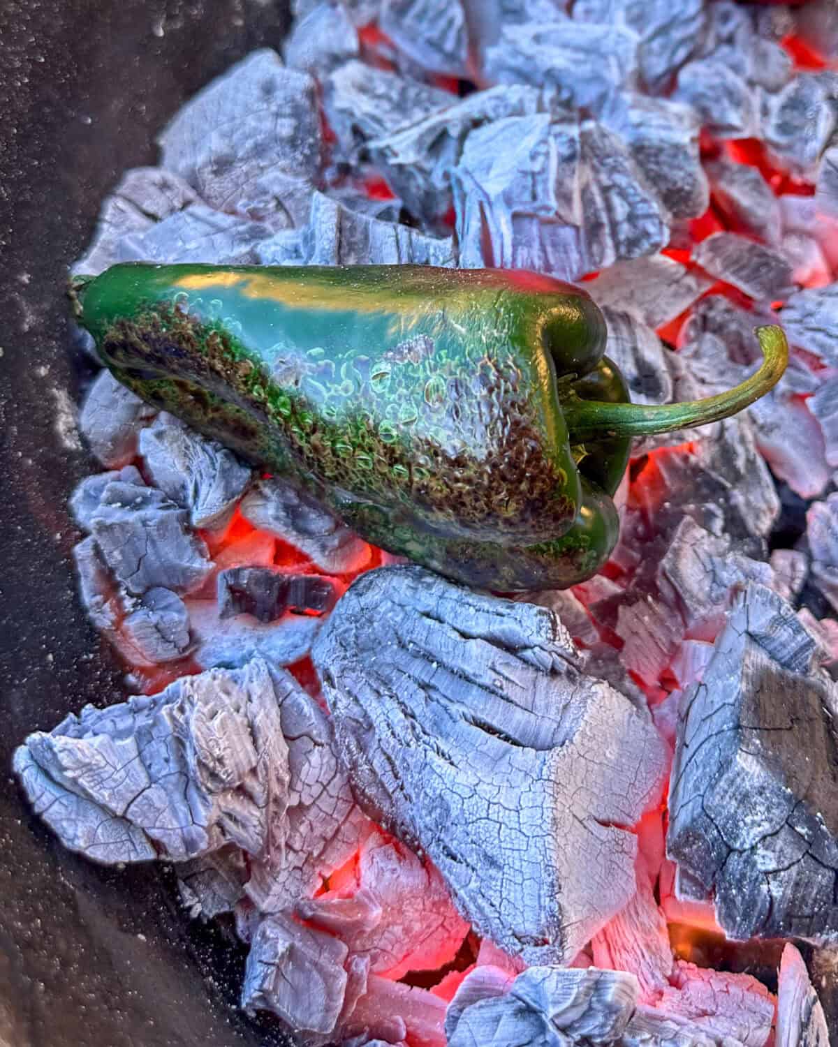 A poblano pepper placed directly on burning coals to char.