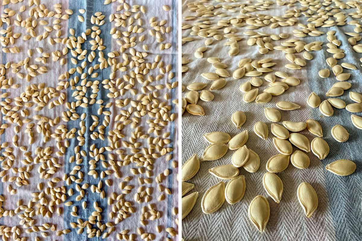 Air-dry the seeds on a clean tea towel.