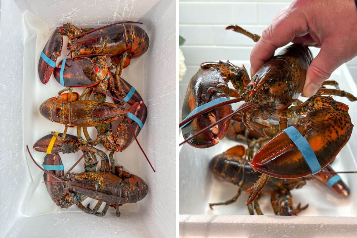 Live lobsters shipped from PEI.