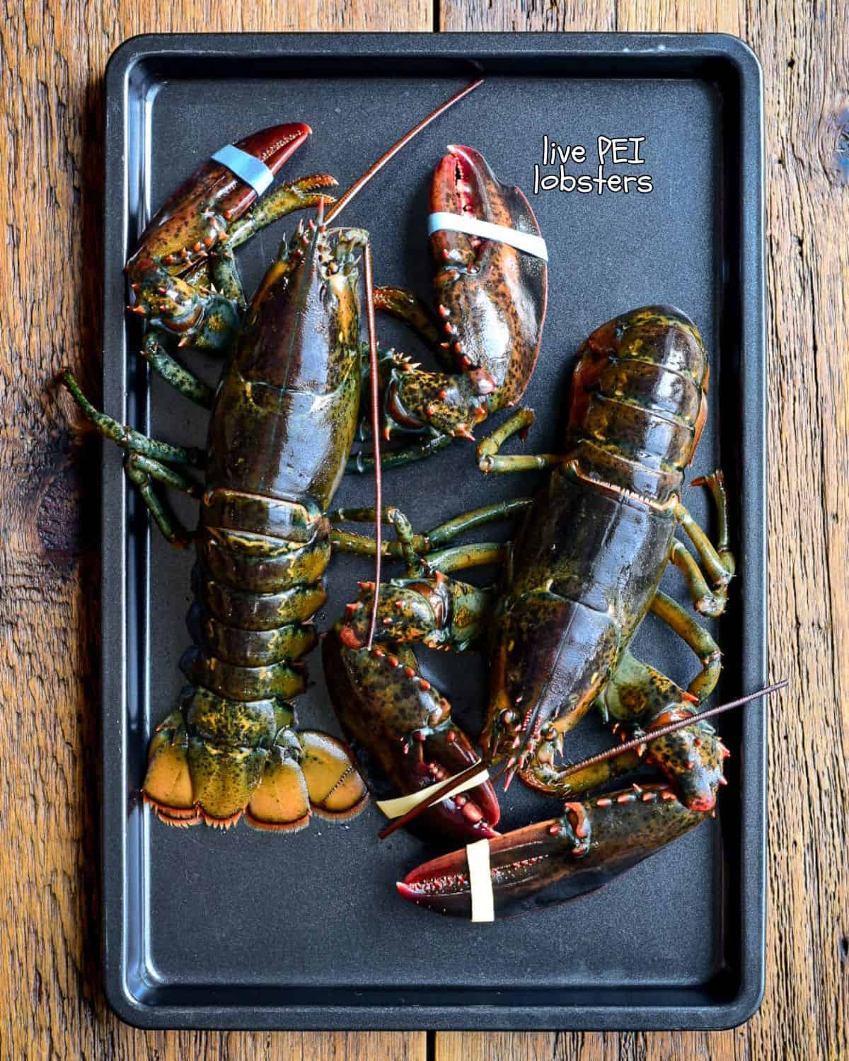 Two live PEI lobsters for a charcoal-grilled recipe.