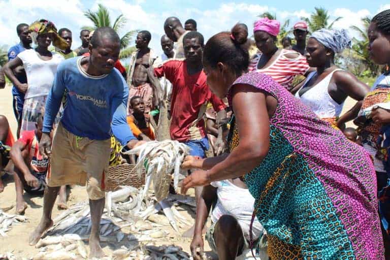 Mangrove restoration efforts in Ghana to revive fish populations and protect coastal ecosystems.