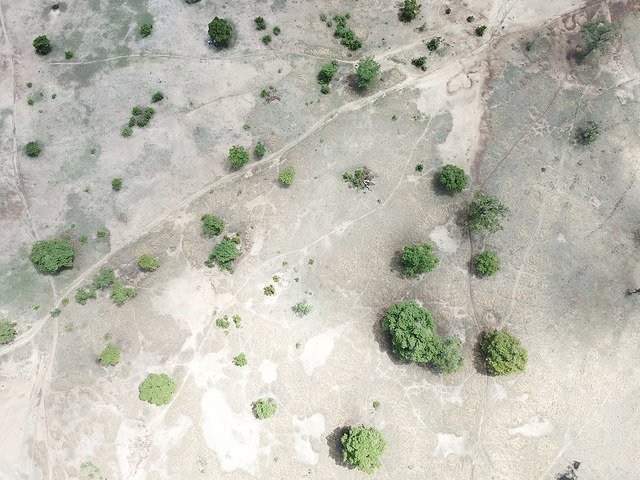 Aerial view of lush green trees in a restored African pasture landscape.