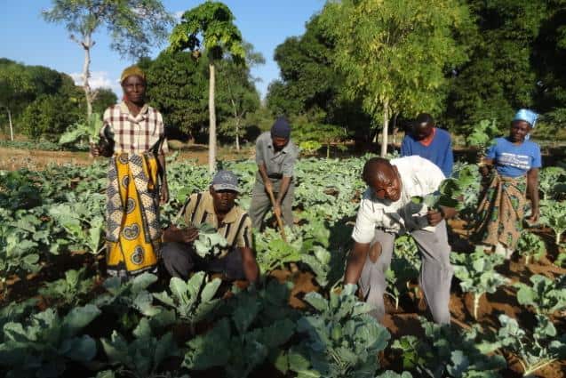 Smallholder farmers working in a vegetable garden in Africa.