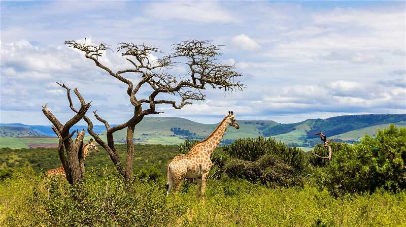 Giraffe standing among trees in Kwazulu-Natal savannah, South Africa.