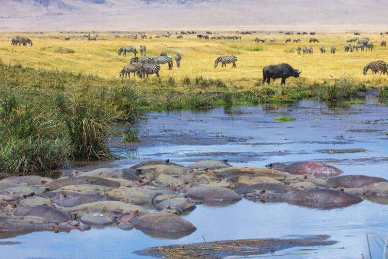 Why Tanzania Is The Top Safari Destination In Africa