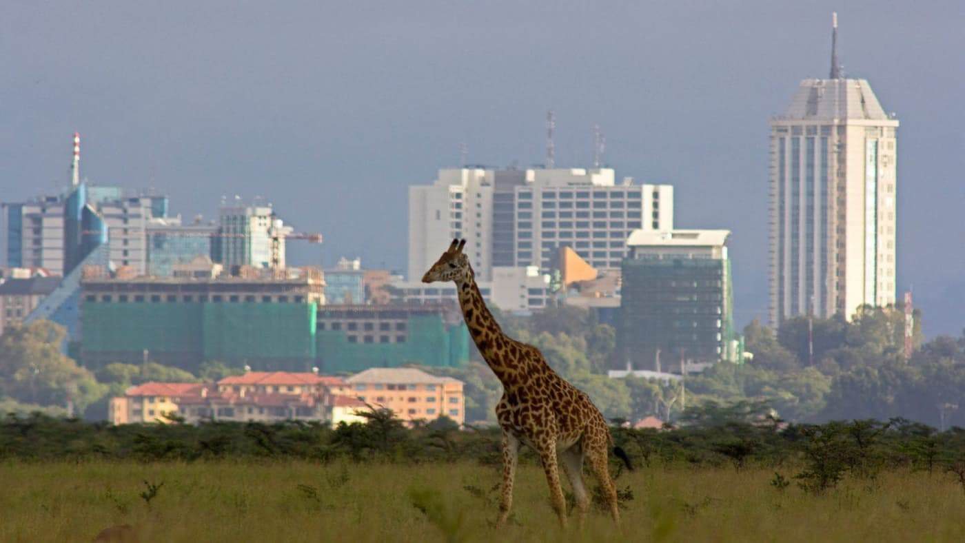Giraffe standing in Nairobi with city skyline in background.