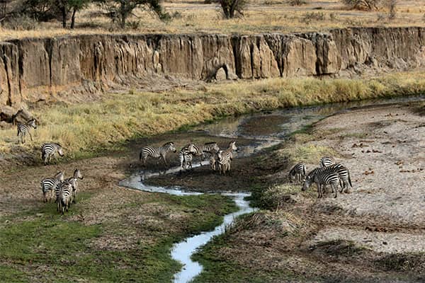 Visit Wild Africa: Guide For A Fantastic Safari