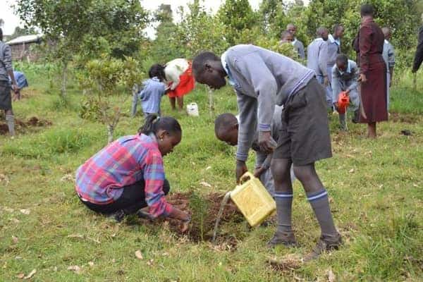 Group planting trees outdoors to honor Wangari Maathai's environmental conservation efforts.