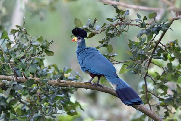 Colorful Great Blue Turaco perched on tree branch in lush African jungle.