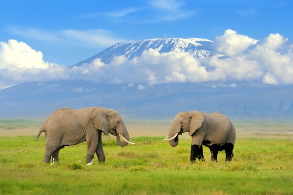 Two elephants grazing in a lush Kenyan landscape with Mount Kilimanjaro in the background.