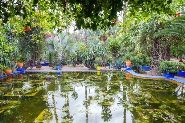 Vibrant African garden featuring lush greenery, colorful plants, and tranquil water features.