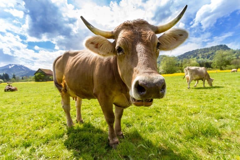 The Cash Cow Of Africa – Dairy