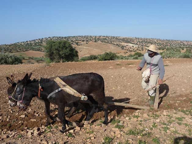 Traditional Moroccan farmer plowing fields with donkey in rural landscape.