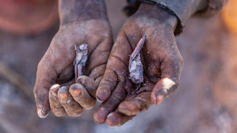Madagascar On the Brink of the World’s First Climate Change Famine
