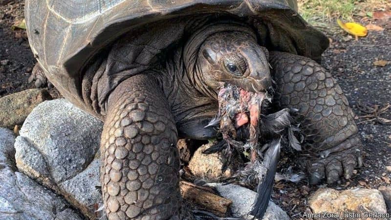Seychelles Giant Tortoise has made Scientists Doubt Themselves