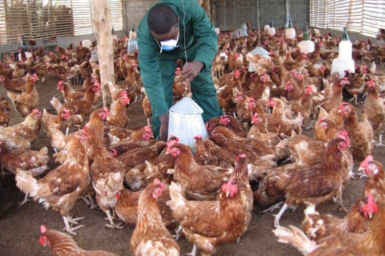 Benin Identifies an Outbreak of the Highly Contagious H5N1 Avian Flu