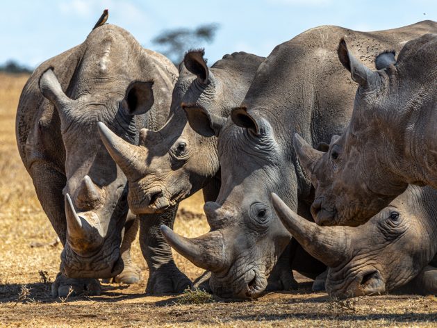 Rhinos in the wild targeted by illegal wildlife trafficking at IUCN Congress.