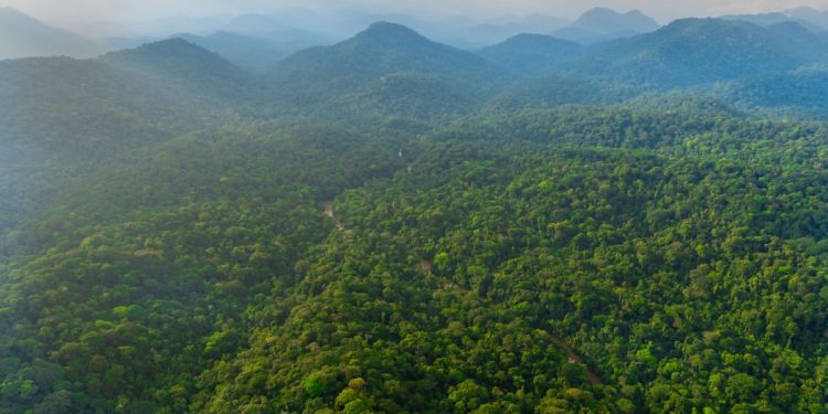 Gabon Steps Up to the Negotiating Table at COP26