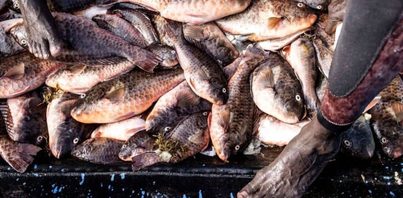 Striking a Better Deal for Africa’s Blue Economy