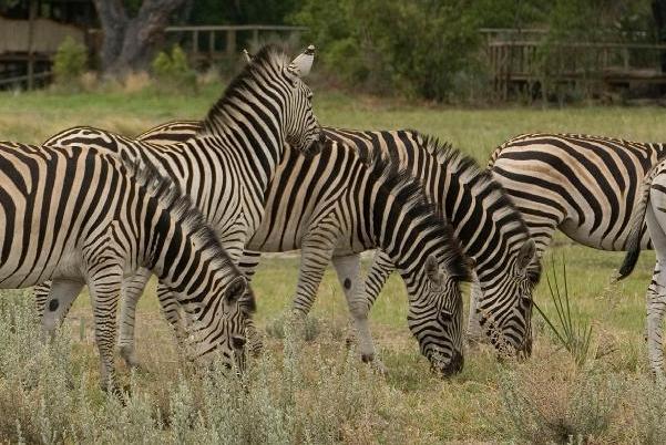 Botswana Farmers Set to Diversify their Activities to include Keeping Small Game