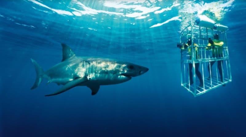 Experiences That Are Unique To South Africa
