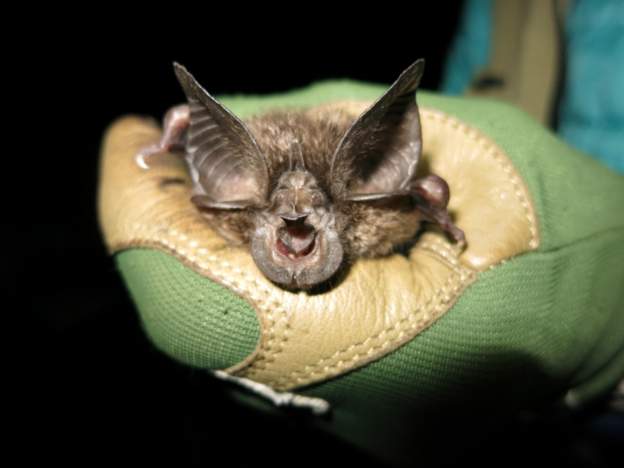 Rwanda Commits to Preserving a Bat thought To be Extinct