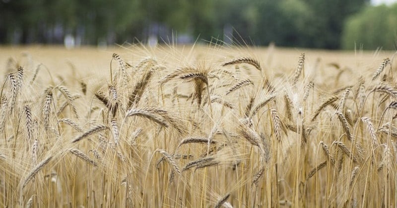 Drought-Stricken Mali Receives First-Ever ARC Limited Climate Risk Insurance Pay-Out