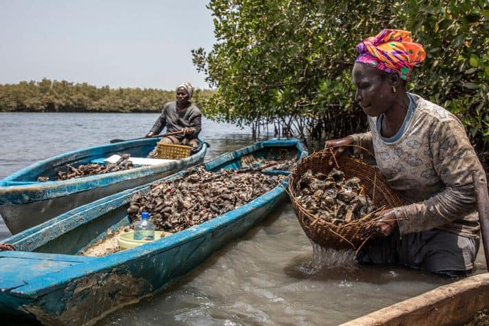 Women collecting oysters in a river with boats in the background.
