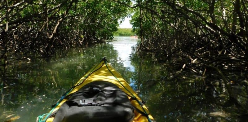 The Wild Side of Mauritius