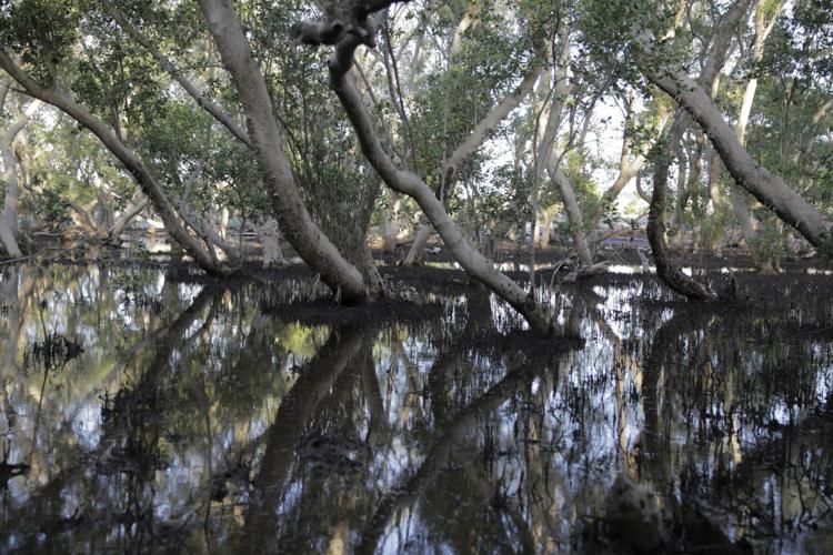 A Mangrove Project is the Star of Kenya’s Gazi Bay