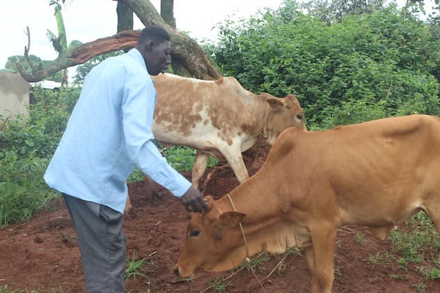Lawrence Akena had never dreamt of owning a cow. BRAC believes ownershiop of assests like that can get one out of extreme poverty. Credit Wambi Michael