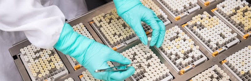 Laboratory technician handling malaria test samples with gloves.